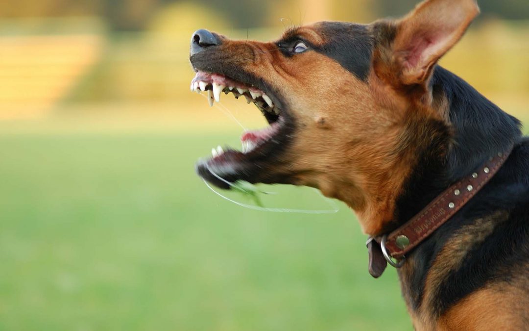 Dog Bites